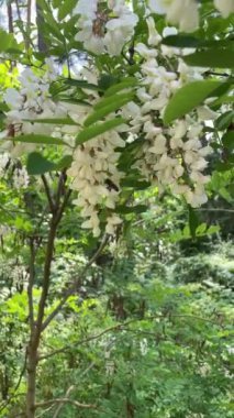 Güzel botanik fotoğrafı, doğal duvar kağıdı.