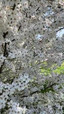 Güzel botanik fotoğrafı, doğal duvar kağıdı.