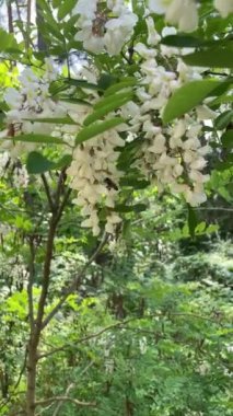 Bahçedeki güzel çiçekler