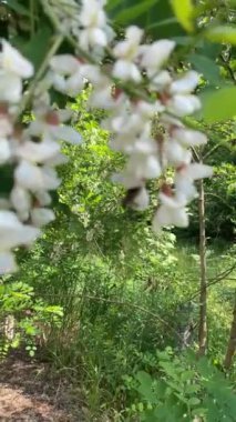 Güzel botanik fotoğrafı, doğal duvar kağıdı.
