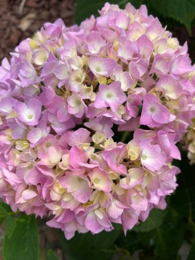 Bahçedeki güzel çiçekler