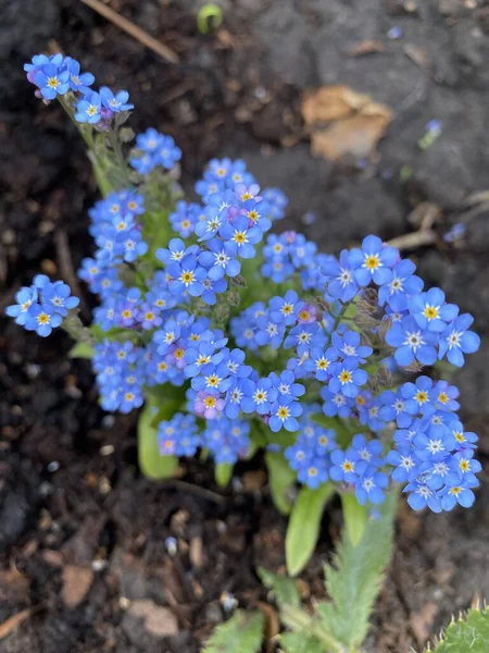Belles Fleurs Dans Jardin — Photo