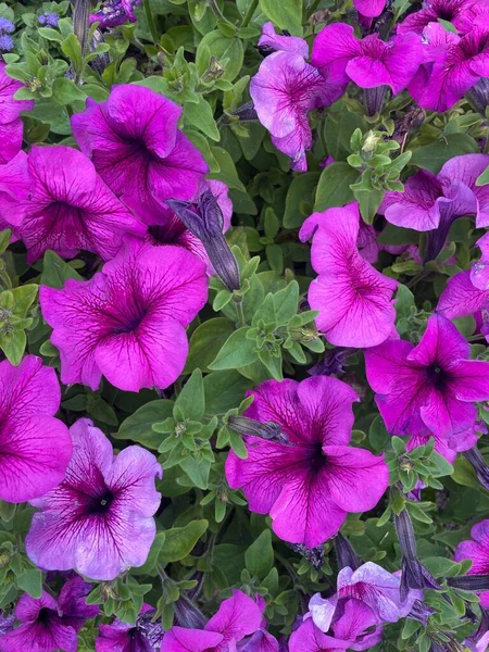Fioletowy Petunia Ogrodzie Letnim — Zdjęcie stockowe