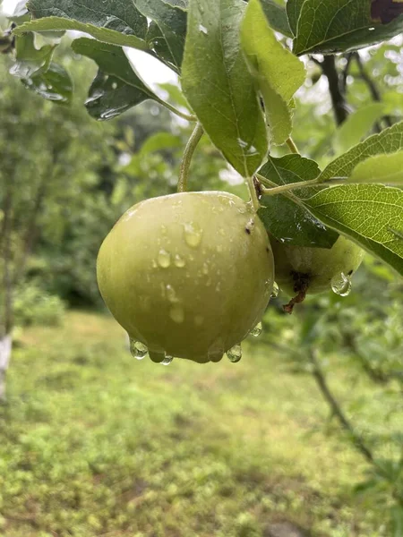 Green Apple Tree Garden — Stock Photo, Image