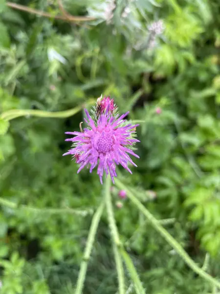 Güzel Bir Çiçeğe Yaklaş — Stok fotoğraf
