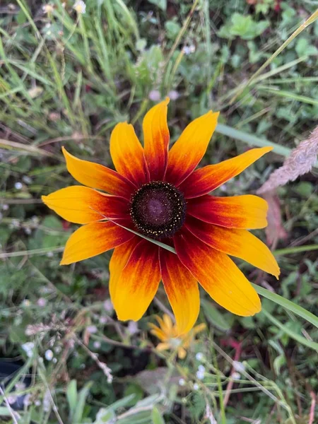 Gelbe Sonnenblume Garten — Stockfoto