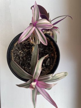 Güzel botanik fotoğrafı, doğal duvar kağıdı.