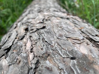 eski ağaç gövdesi dokusu arkaplanı