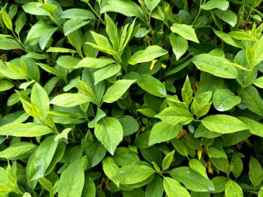 Yeşil yapraklı arkaplan