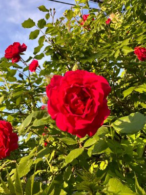 Bahçedeki kırmızı güller
