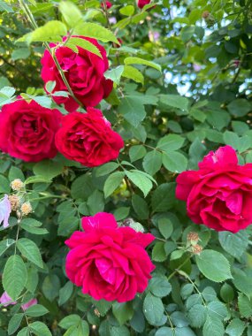 Bahçedeki güzel güller