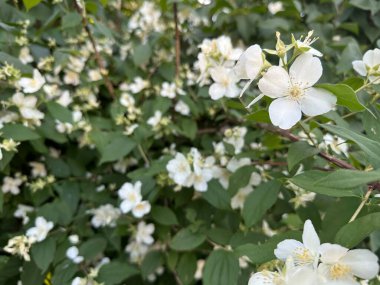 Bahçede beyaz çiçekler