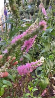 Güzel botanik fotoğrafı, doğal duvar kağıdı.