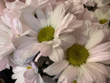 Bahçedeki güzel çiçekler