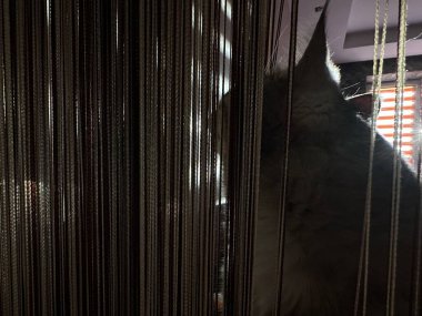 Kafesteki siyah beyaz bir kedinin yakın plan çekimi.