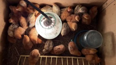 Kafeste bir sürü tavuk var.