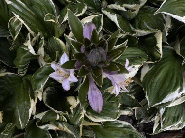 Bahçedeki güzel çiçekler