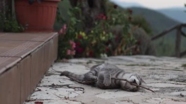 Kitty bahçede oynuyor.