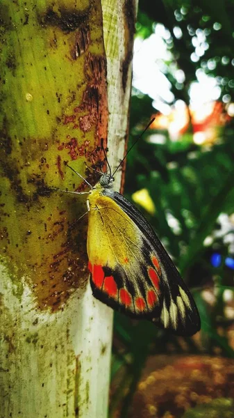 在树上画的彩绘的贾比尔蝴蝶 — 图库照片