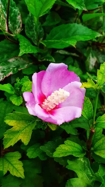Una Flor Común Hibisco Con Sus Hojas Verdes — Foto de Stock