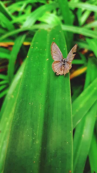 Una Mariposa Rota Alas Pie Sobre Una Hoja Larga Verde —  Fotos de Stock