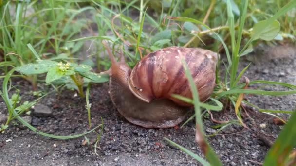 蜗牛在泥泞的草叶中慢慢地走着 — 图库视频影像