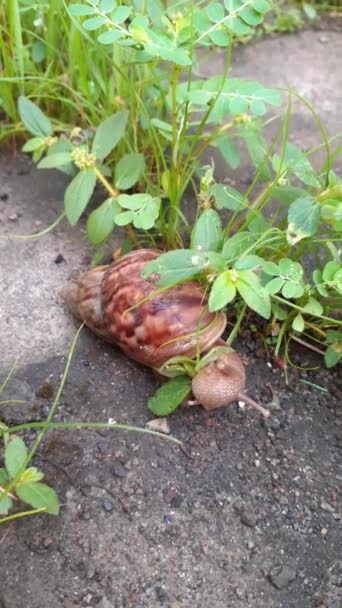在我花园里吃绿叶的蜗牛 — 图库视频影像
