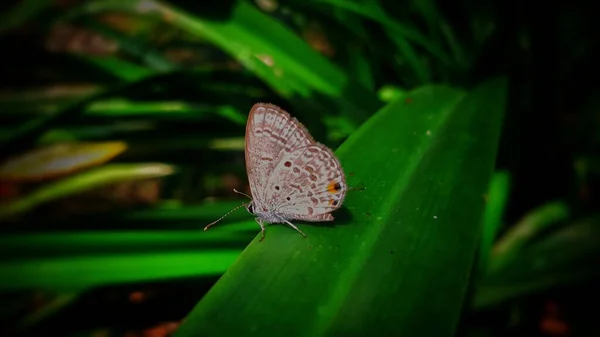 長い緑の葉の上に立つ小さなルスデス パンダバの蝶 — ストック写真
