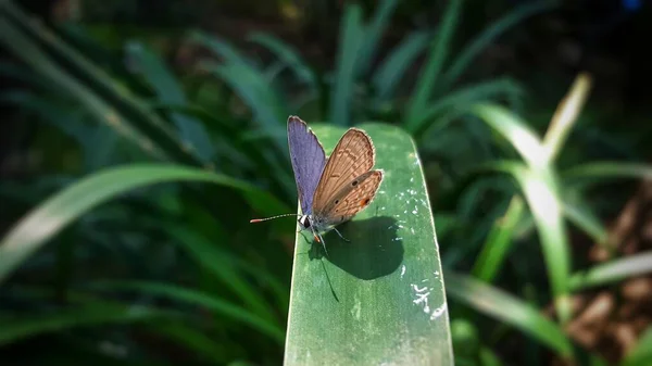 Een Kleine Luthrodes Pandava Vlinder Die Een Lang Groen Blad — Stockfoto
