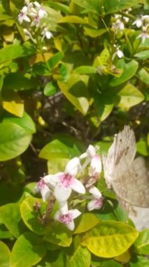 Junonia Atletis butterfly is flapping its colorful wings on flowers