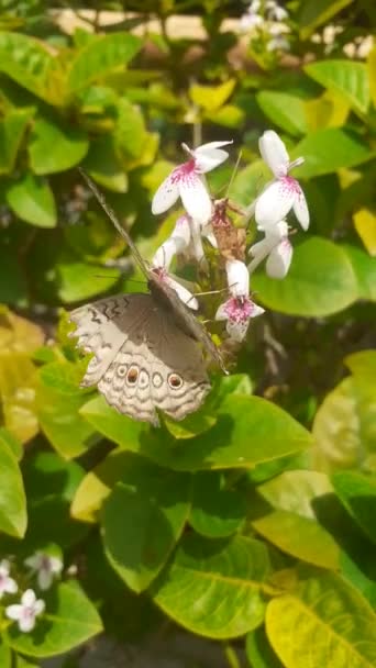 ジュニア アトレティス蝶は花にカラフルな翼を羽ばたいている — ストック動画