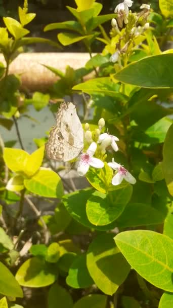 Πεταλούδα Junonia Atletis Κουνάει Πολύχρωμα Φτερά Της Στα Λουλούδια — Αρχείο Βίντεο