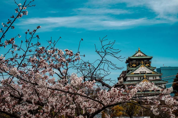 Zamek Osaka Wiosną Kwiatem Wiśni Zaczyna Kwitnąć — Zdjęcie stockowe