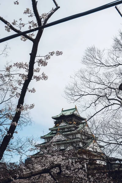 Zamek Osaka Wiosną Kwiatem Wiśni Zaczyna Kwitnąć — Zdjęcie stockowe