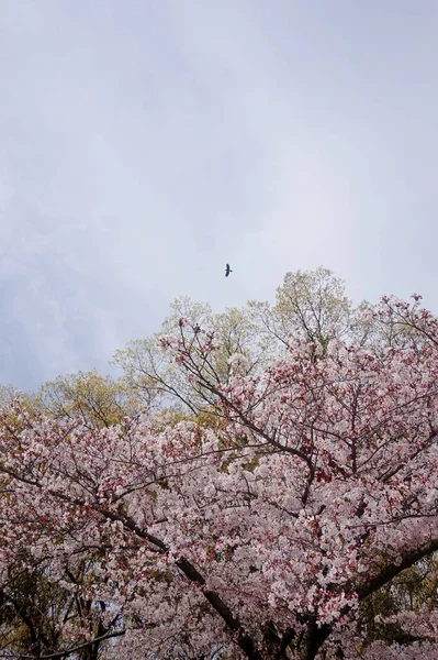 Sakura Kersenbloesem Takken Tegen Blauwe Lucht Het Voorjaar — Stockfoto