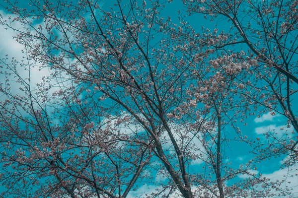 Sakura Cherry Blossom Branches Blue Sky Spring — Stock Photo, Image