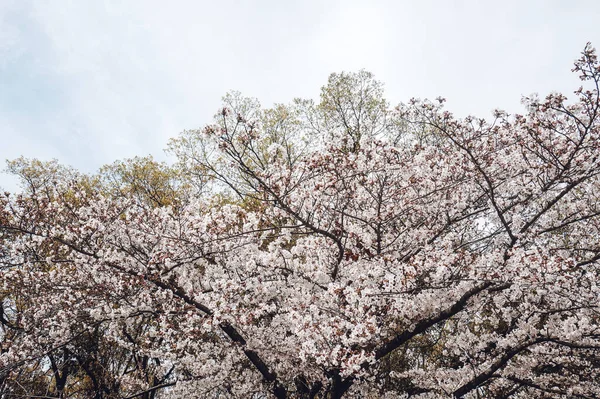 春天里 樱花在蓝天映衬下绽放 — 图库照片