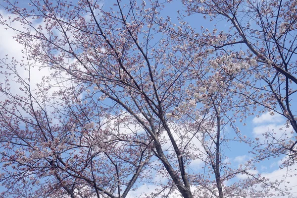 Sakura Ramas Flor Cerezo Contra Cielo Azul Primavera — Foto de Stock
