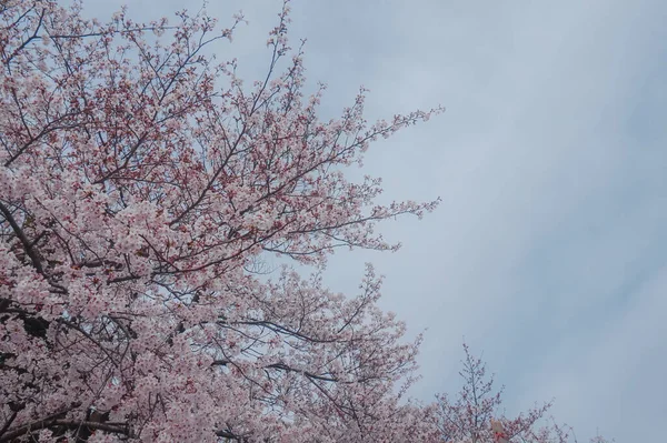 Sakura Körsbär Blommor Grenar Mot Blå Himmel Våren — Stockfoto