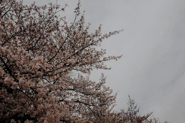 春天里 樱花在蓝天映衬下绽放 — 图库照片