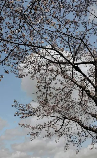 Baharda Mavi Gökyüzüne Karşı Kiraz Çiçeği Dalları — Stok fotoğraf