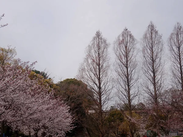 Sakura Gałązki Wiśni Przeciwko Błękitnemu Niebu Wiosną — Zdjęcie stockowe