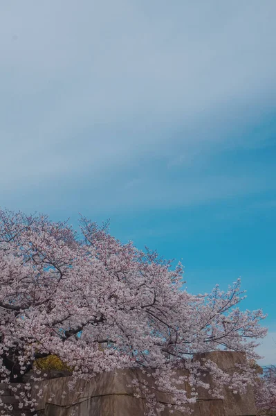 Sakura Ramas Flor Cerezo Contra Cielo Azul Primavera — Foto de Stock