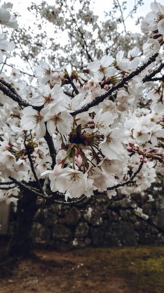 春の青空に背を向ける桜の枝 — ストック写真