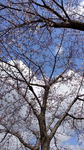 Sakura Kersenbloesem Takken Tegen Blauwe Lucht Het Voorjaar — Stockfoto