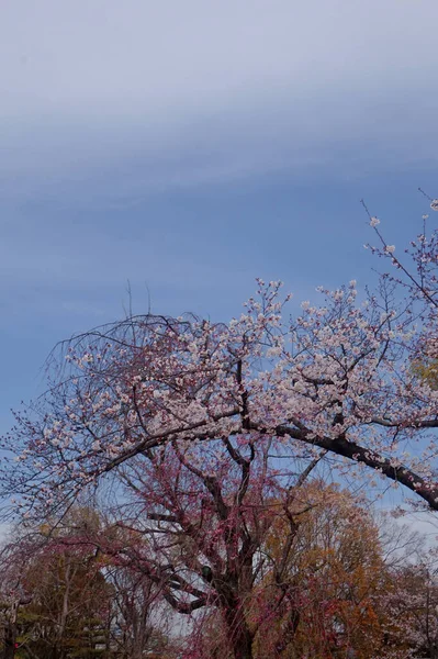 Σακούρα Ανθισμένα Κλαδιά Κερασιάς Ενάντια Στον Γαλάζιο Ουρανό Την Άνοιξη — Φωτογραφία Αρχείου