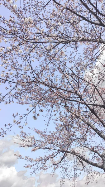 Sakura Ramos Flor Cereja Contra Céu Azul Primavera — Fotografia de Stock