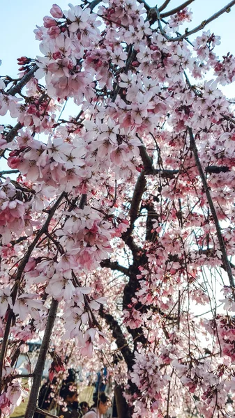 Şehir Parkında Çiçek Açan Güzel Bir Bahar Kiraz Ağacı Japonya — Stok fotoğraf