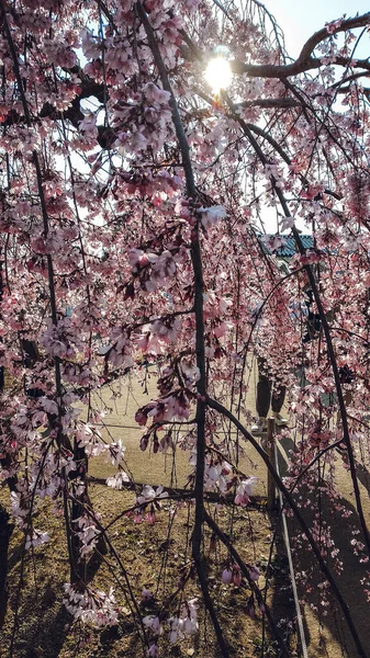 Flor Cereja Primavera Tempo Primavera Tokyo Árvores Sakura — Fotografia de Stock