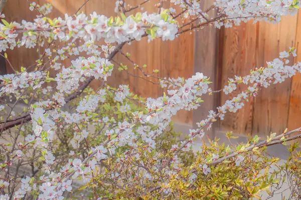 정원에서 피어나는 벚나무의 꽃봉오리 — 스톡 사진